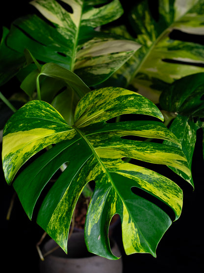 Monstera aurea 'tricolor' - variegated SF/borsigiana (MBA-2412)
