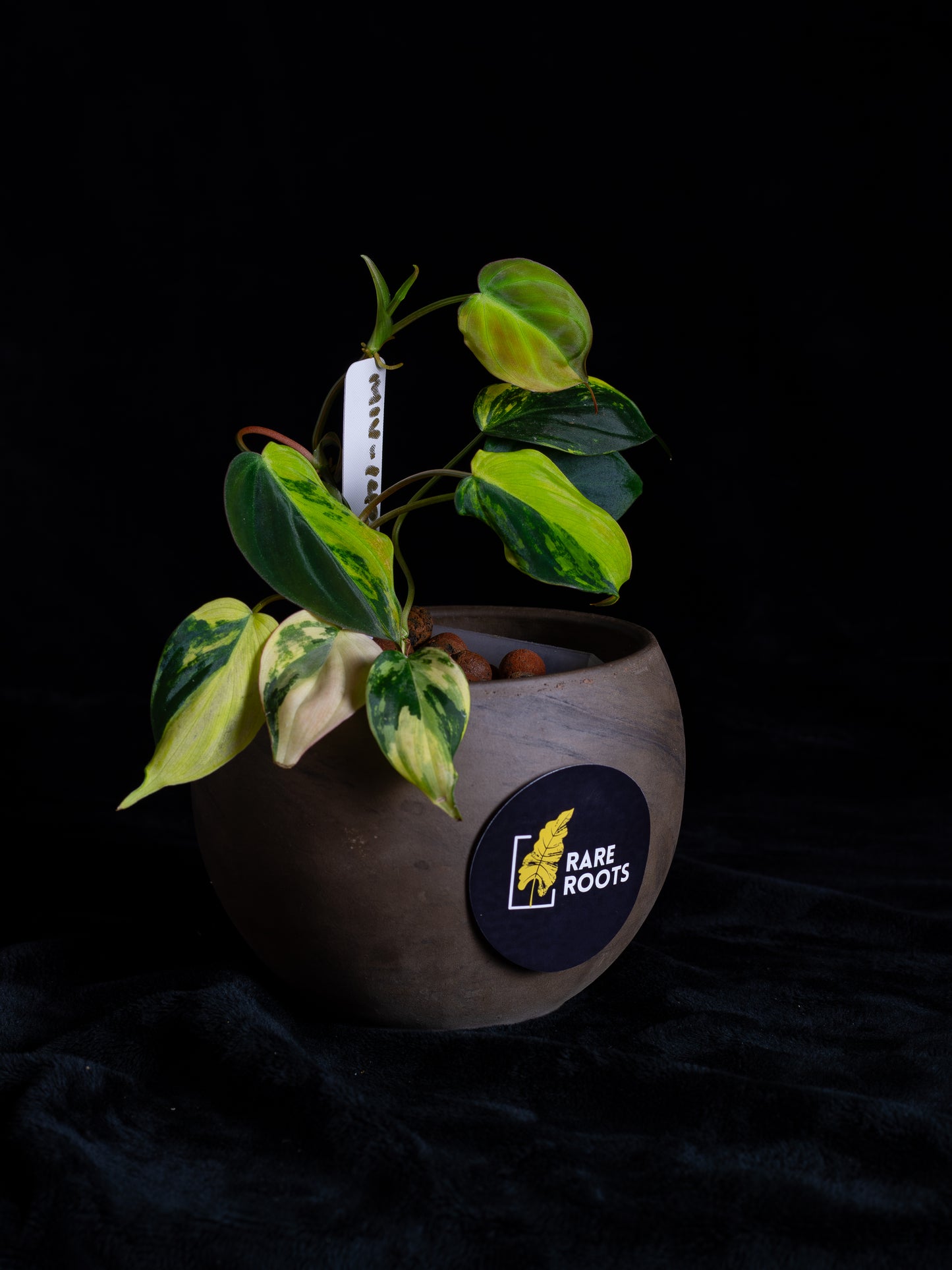 Philodendron Micans Aurea - high variegation (MIV-1421)