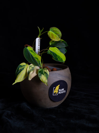 Philodendron Micans Aurea - high variegation (MIV-1421)