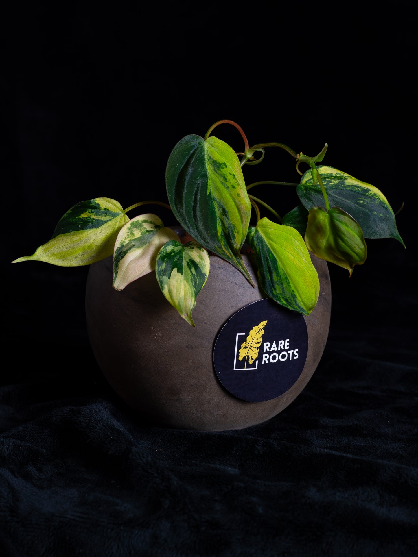 Philodendron Micans Aurea - high variegation (MIV-1421)