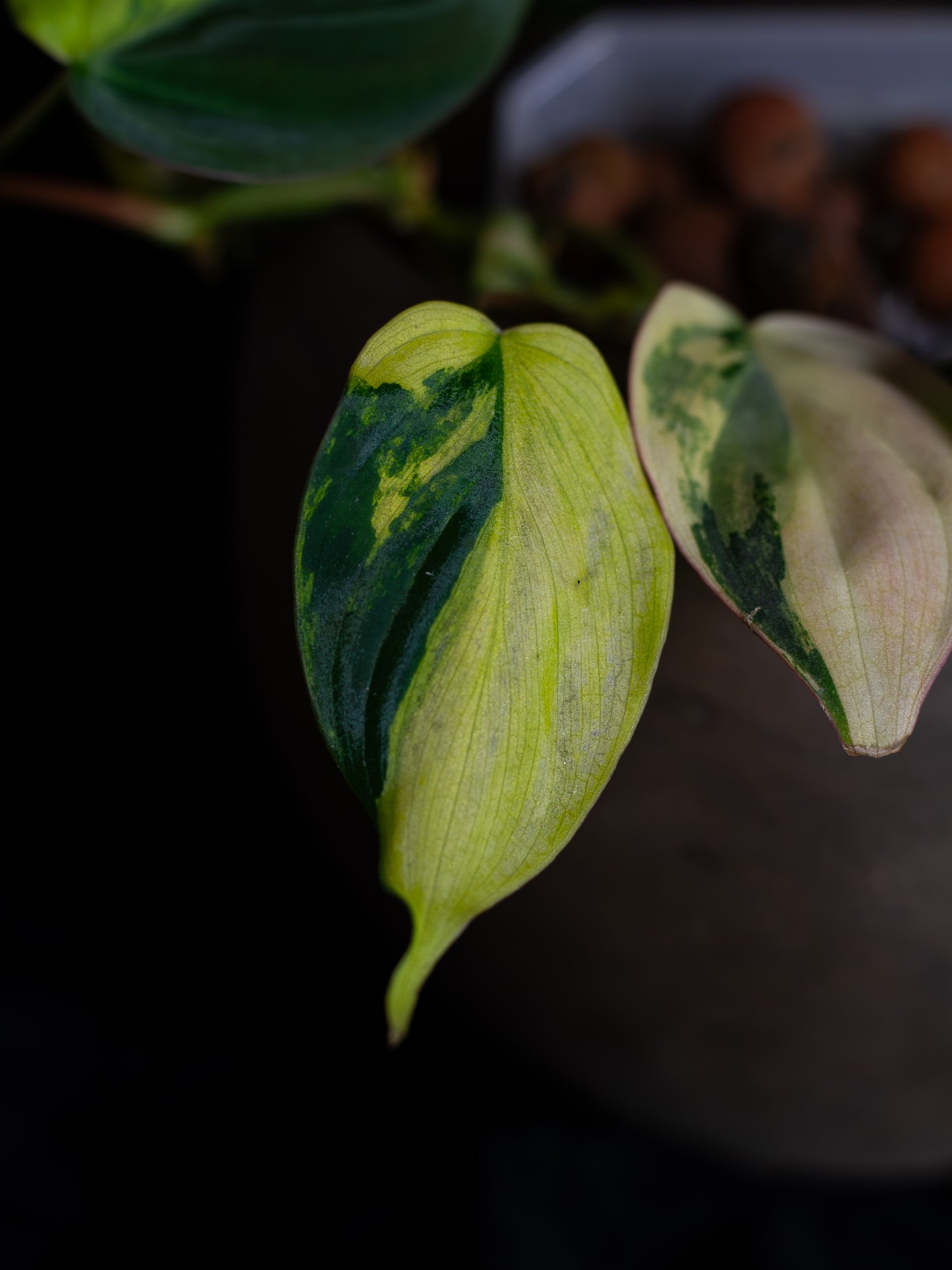 Philodendron Micans Aurea - high variegation (MIV-1421)