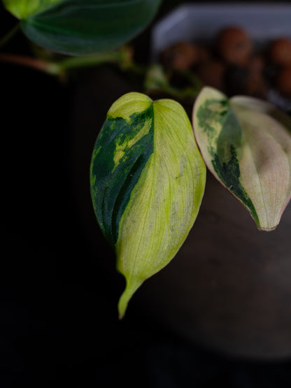 Philodendron Micans Aurea - high variegation (MIV-1421)