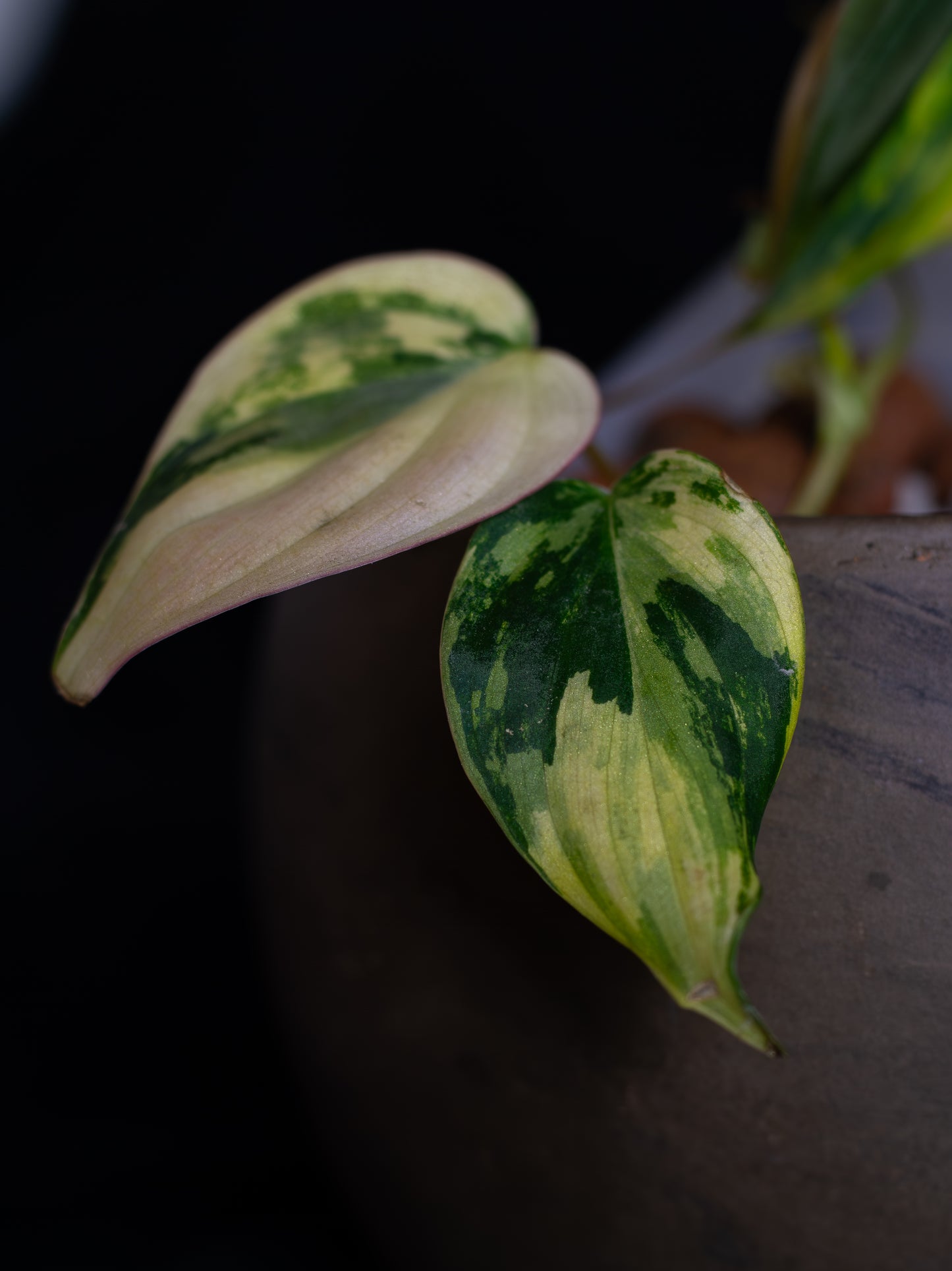 Philodendron Micans Aurea - high variegation (MIV-1421)
