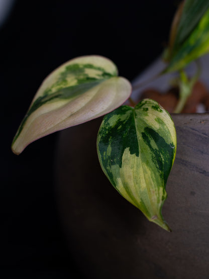Philodendron Micans Aurea - high variegation (MIV-1421)