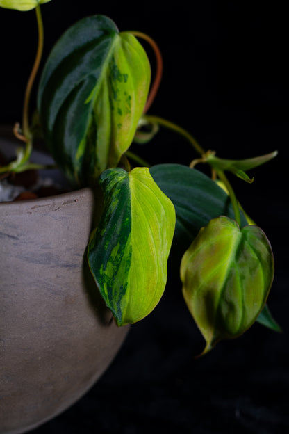 Philodendron Micans Aurea - high variegation (MIV-1421)
