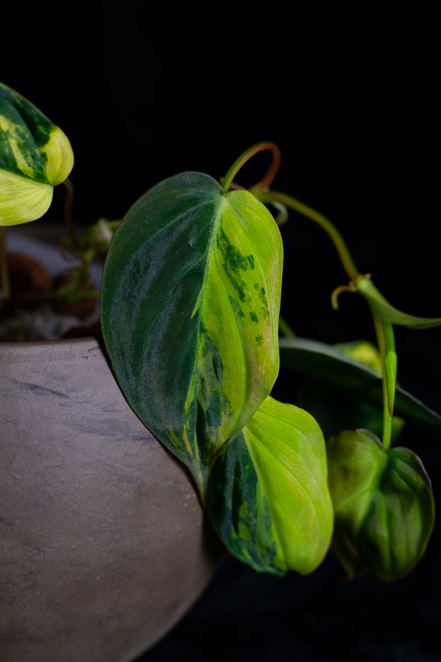Philodendron Micans Aurea - high variegation (MIV-1421)