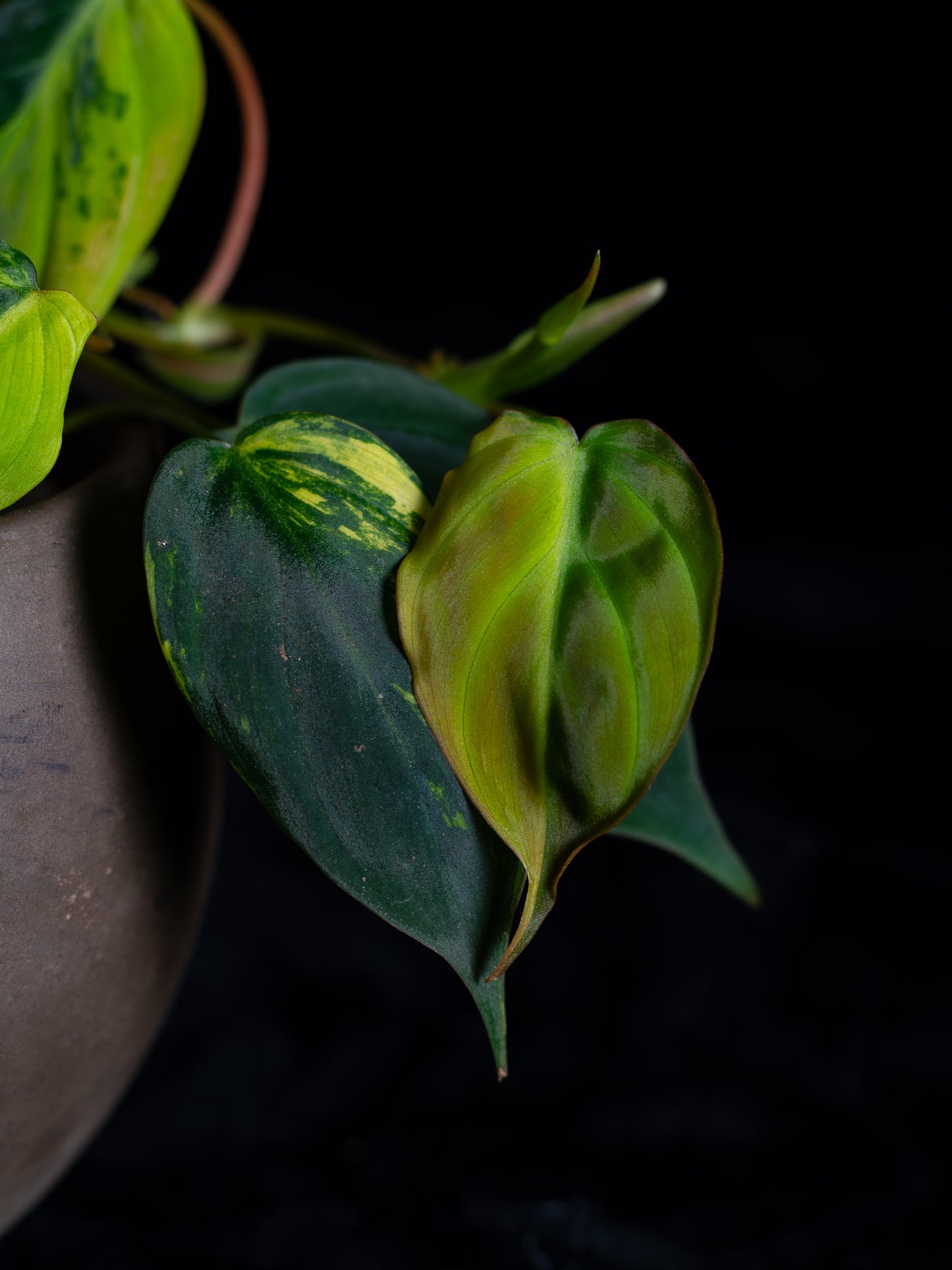 Philodendron Micans Aurea - high variegation (MIV-1421)