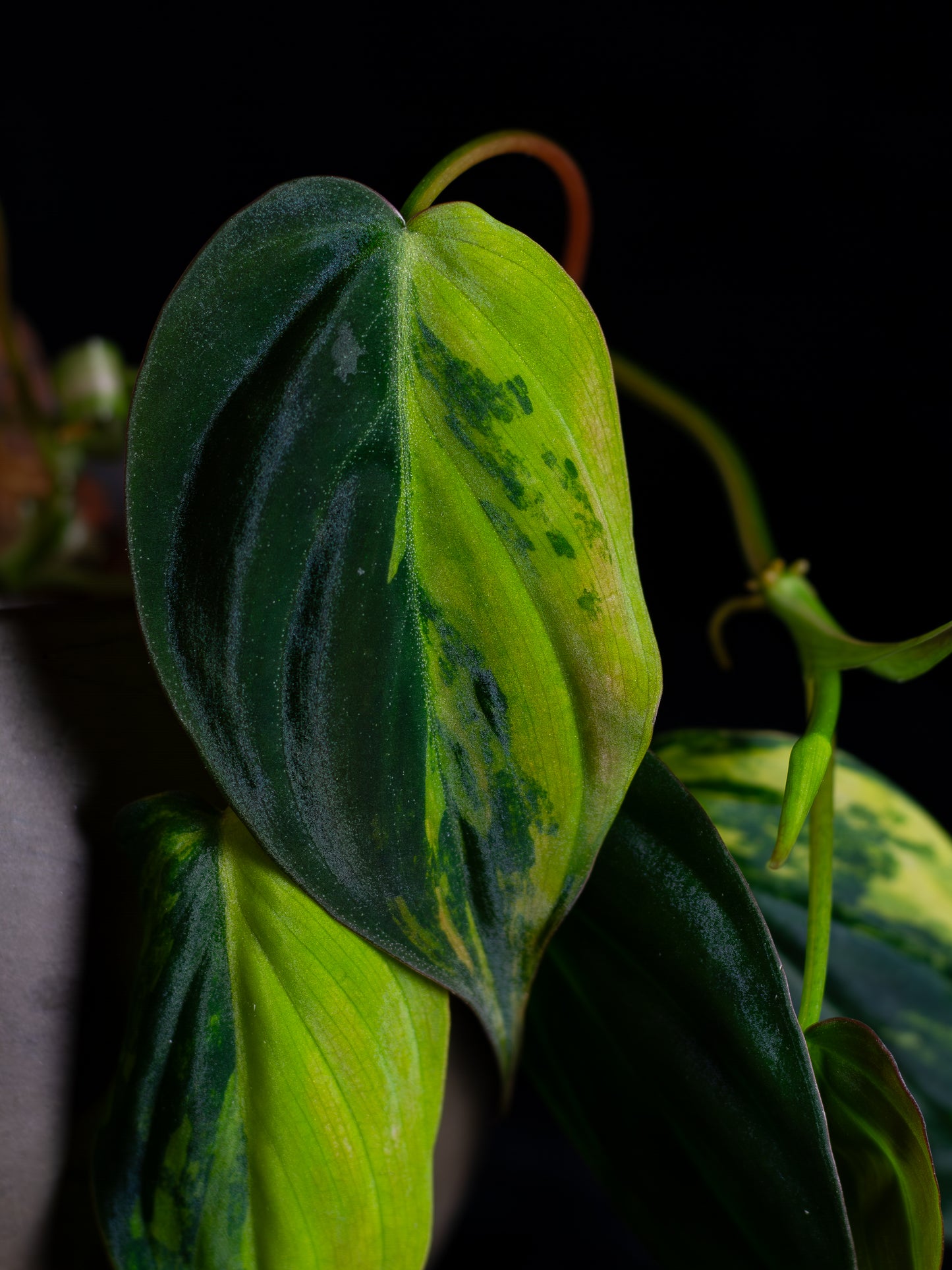 Philodendron Micans Aurea - high variegation (MIV-1421)