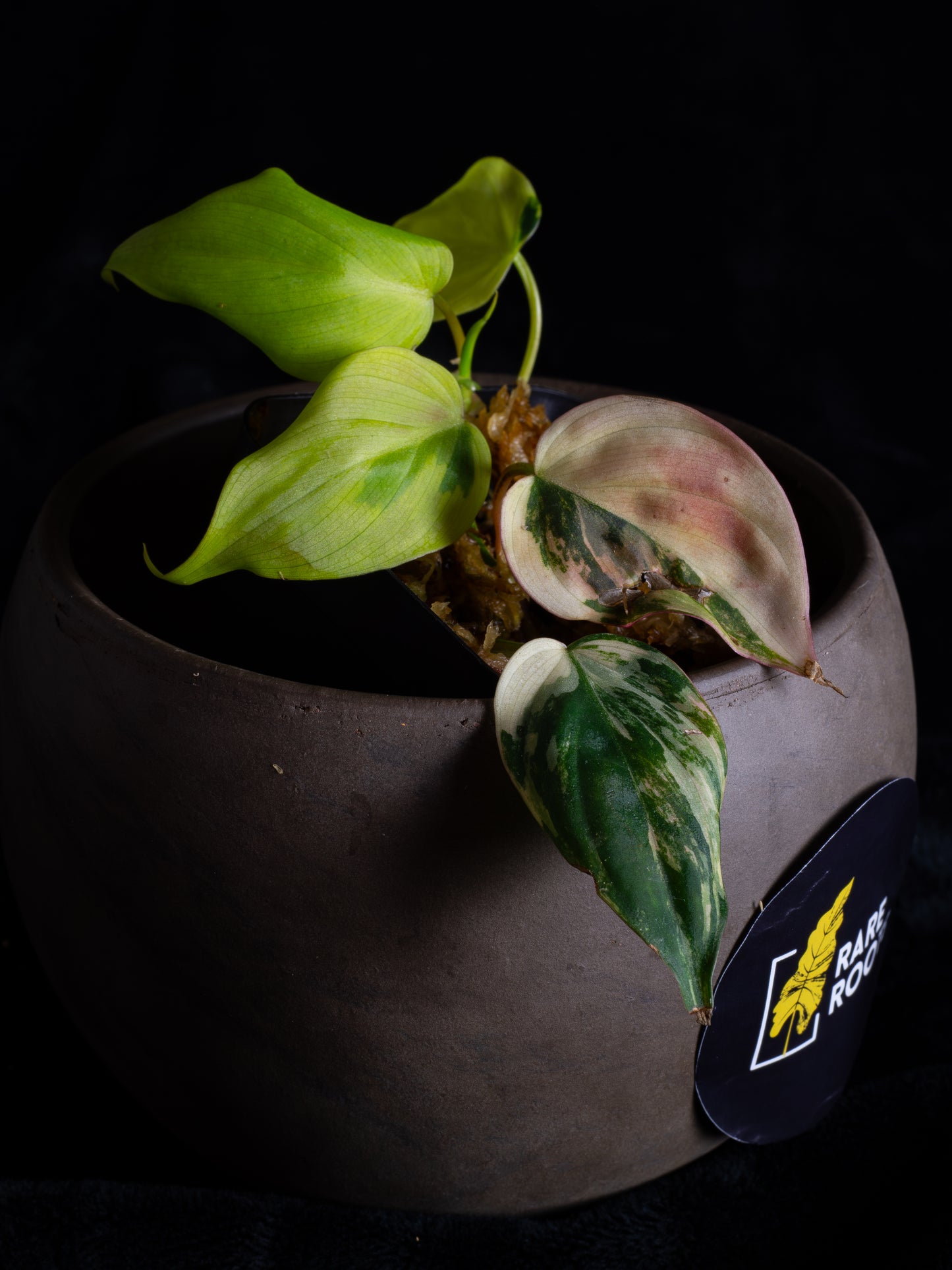 Philodendron Micans aurea - high variegation (MIV-1422)