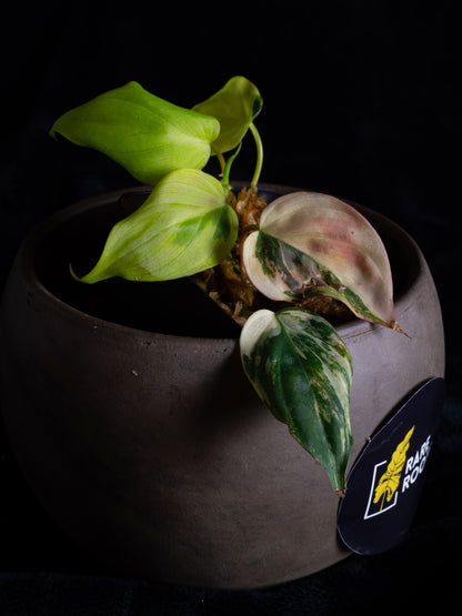 Philodendron Micans aurea - high variegation (MIV-1422)