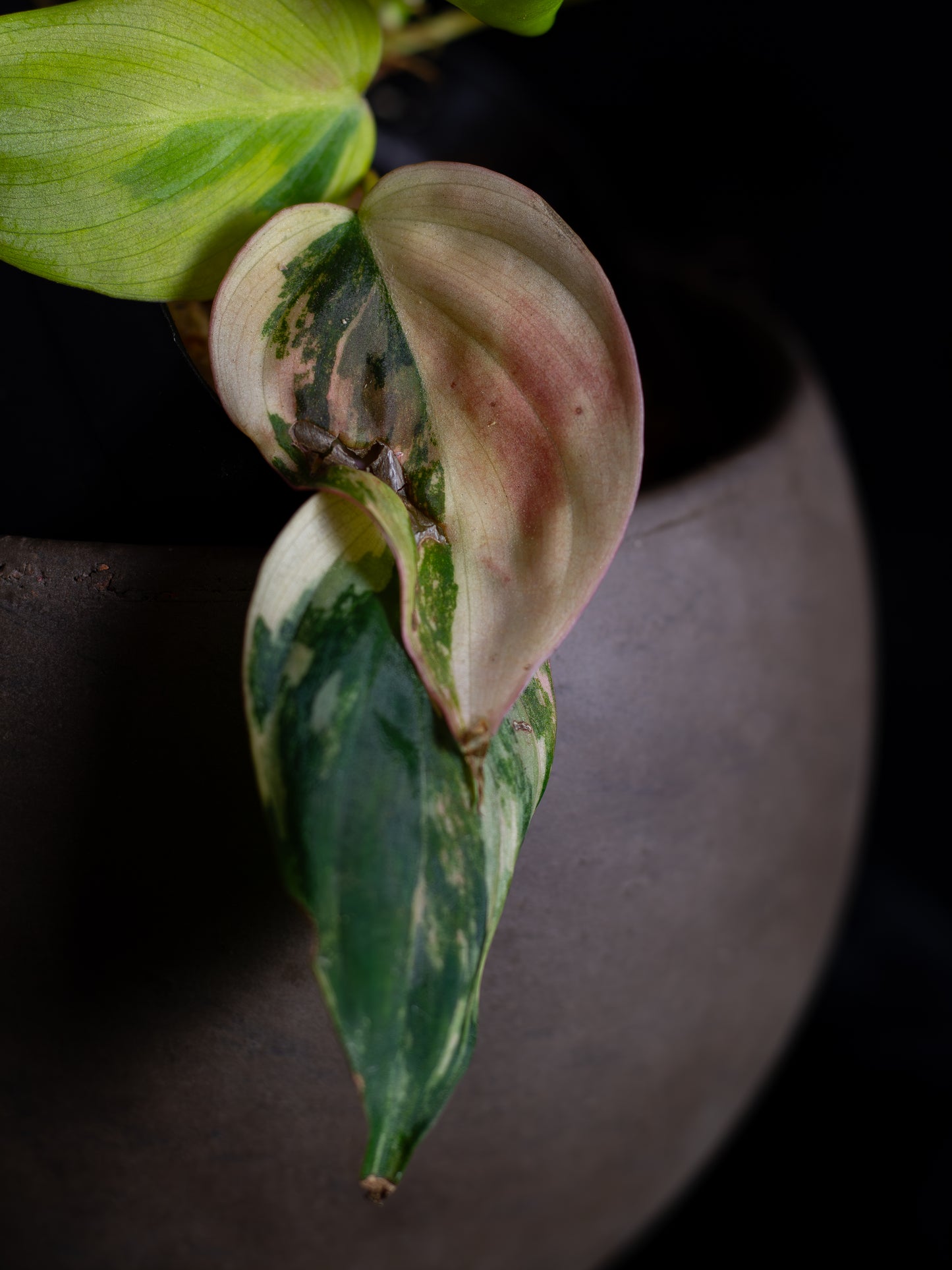 Philodendron Micans aurea - high variegation (MIV-1422)