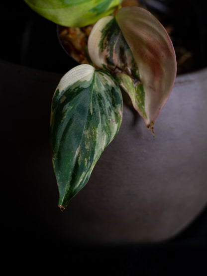 Philodendron Micans aurea - high variegation (MIV-1422)