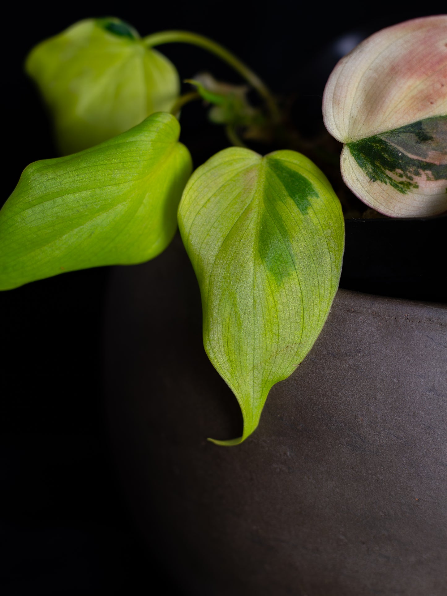 Philodendron Micans aurea - high variegation (MIV-1422)