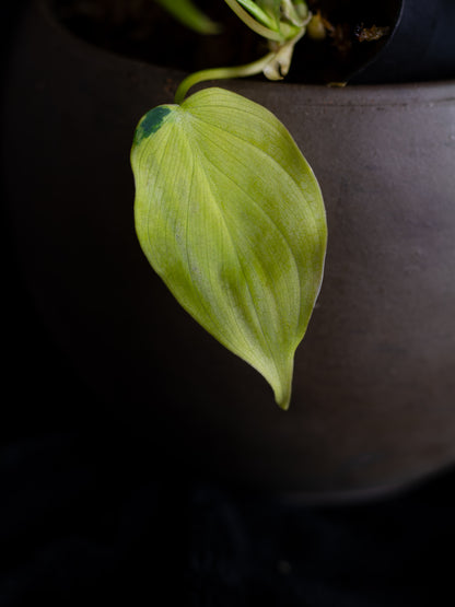 Philodendron Micans aurea - high variegation (MIV-1422)