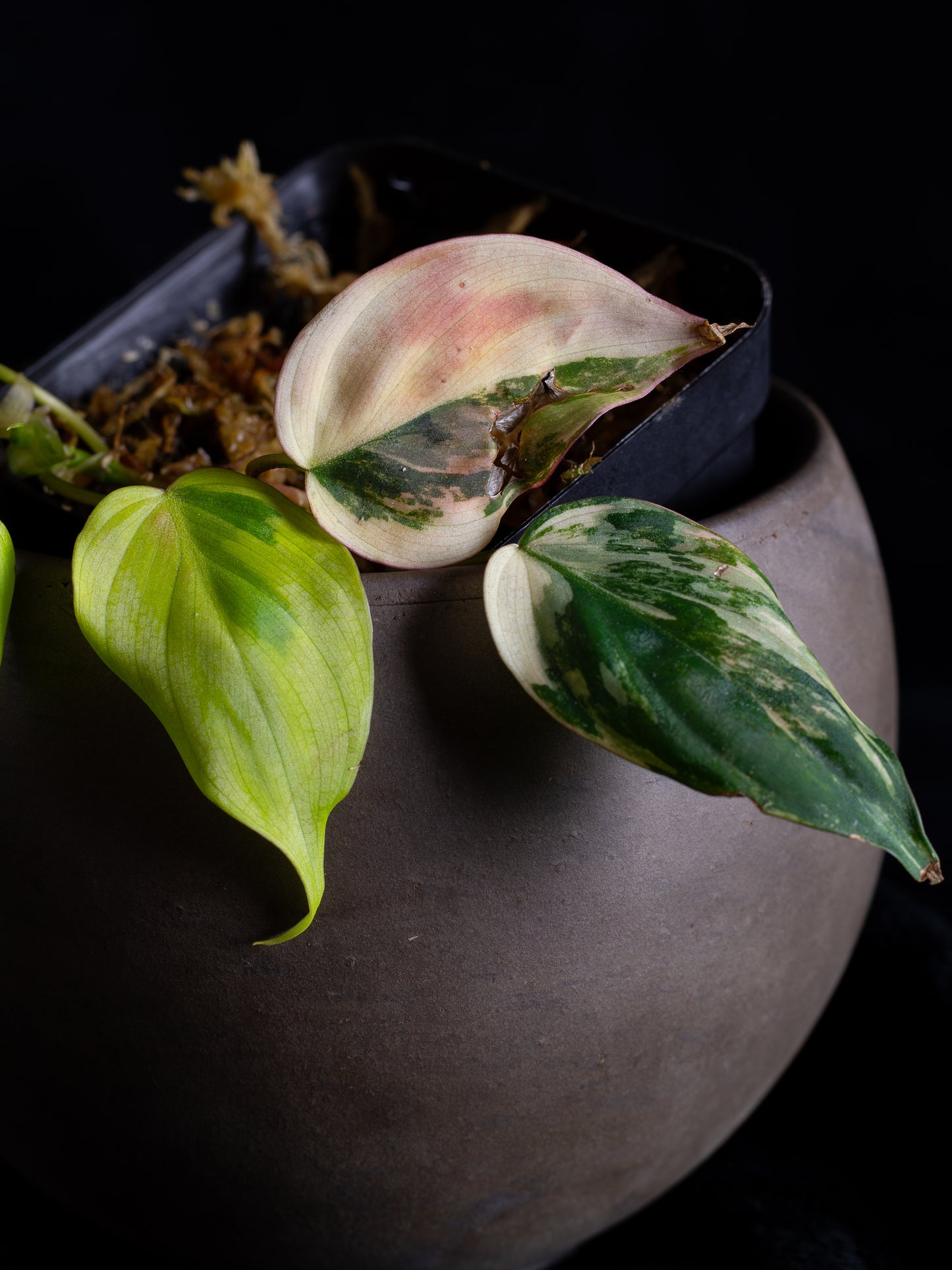 Philodendron Micans aurea - high variegation (MIV-1422)