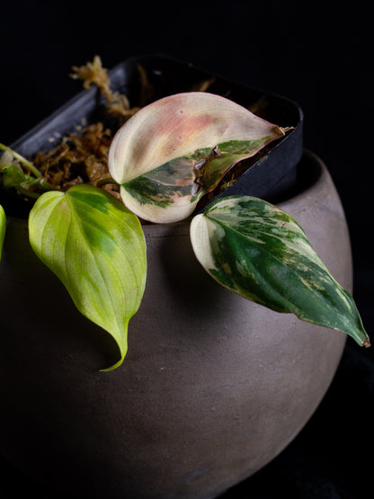 Philodendron Micans aurea - high variegation (MIV-1422)