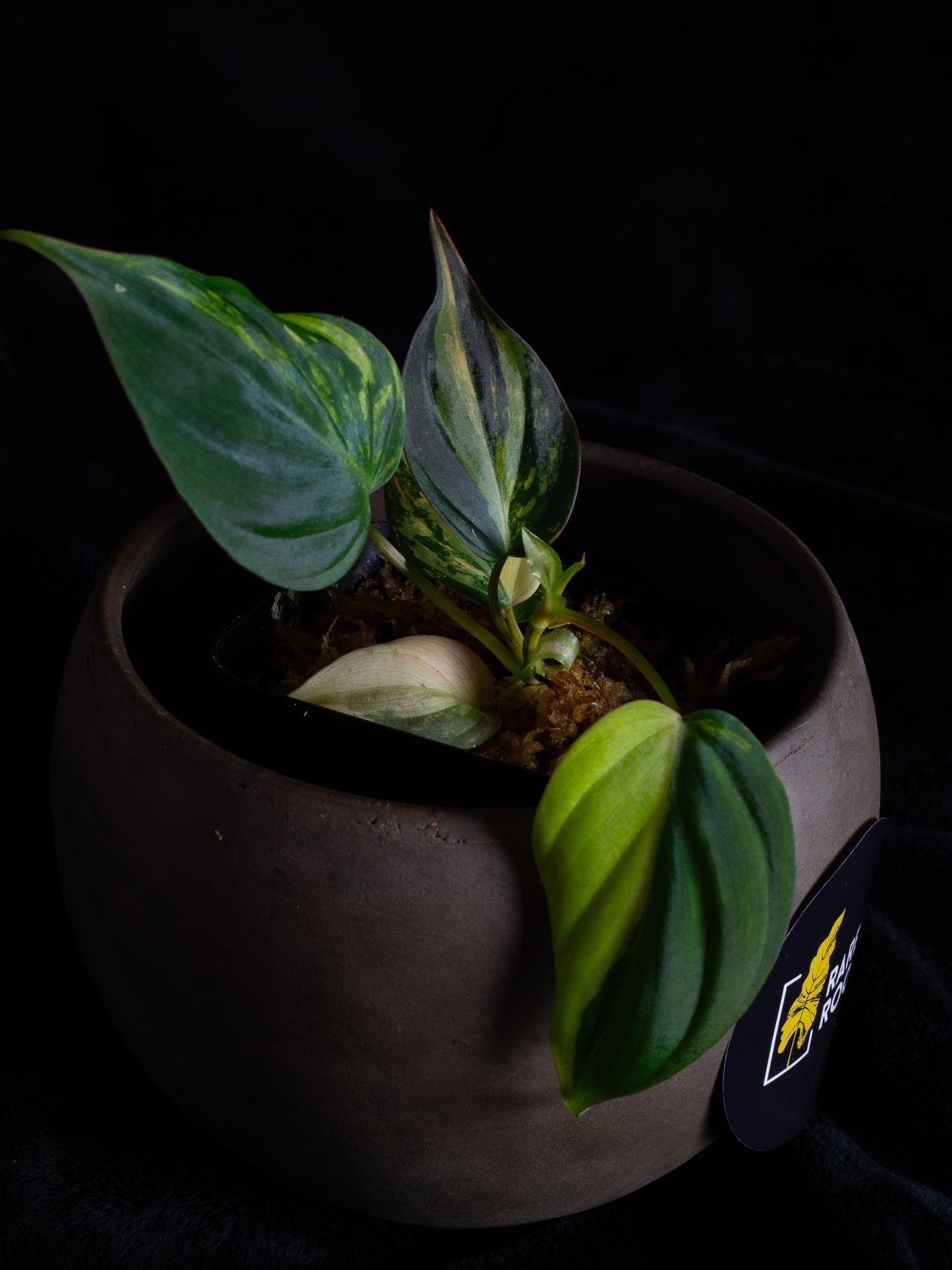 Philodendron Micans aurea (MIV-1423)