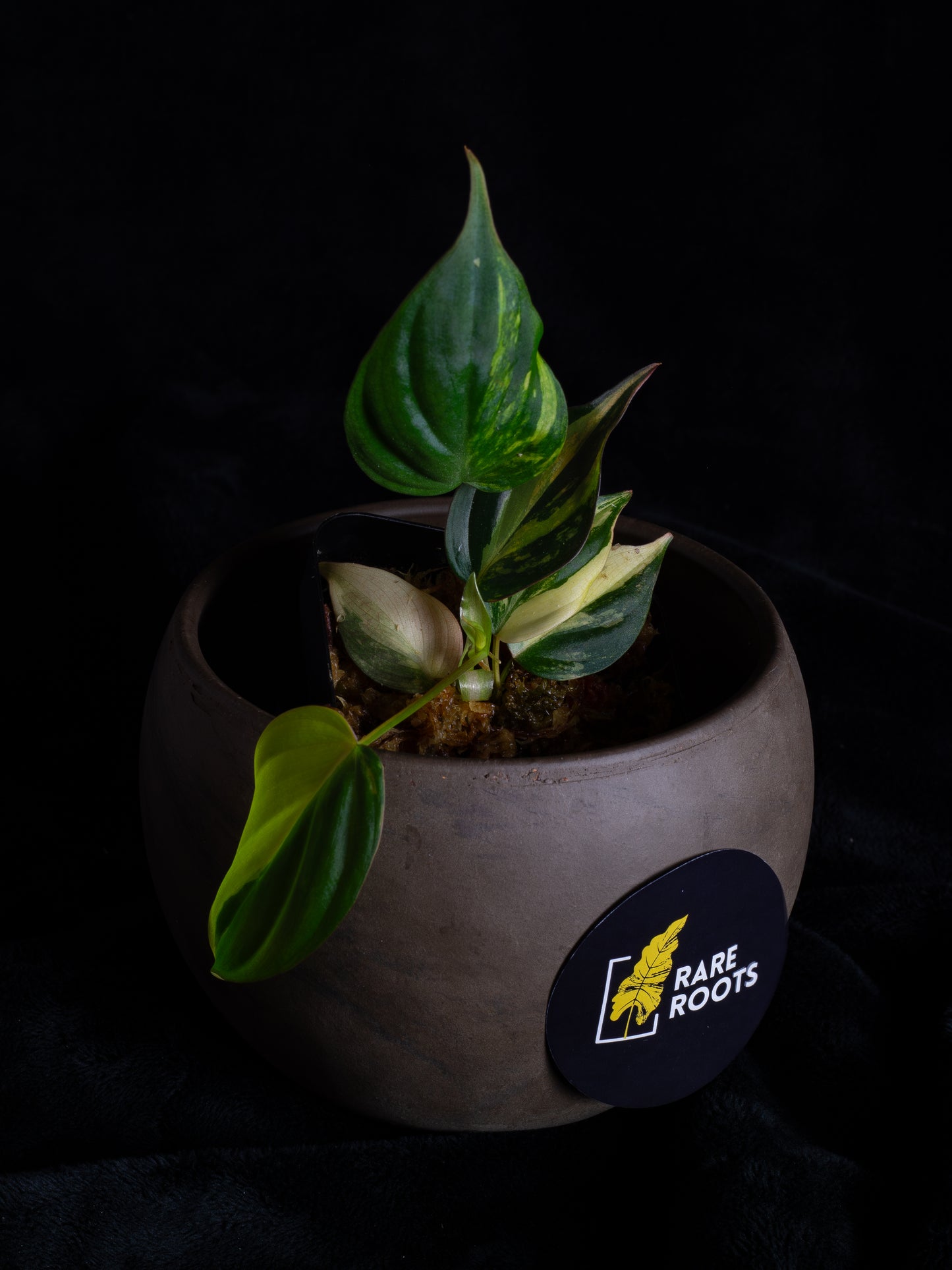 Philodendron Micans aurea (MIV-1423)