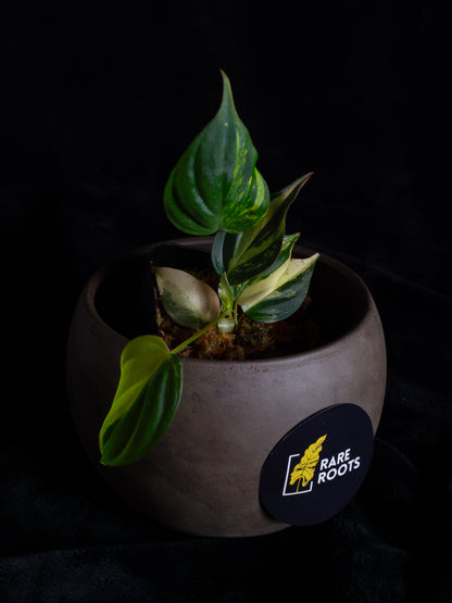 Philodendron Micans aurea (MIV-1423)