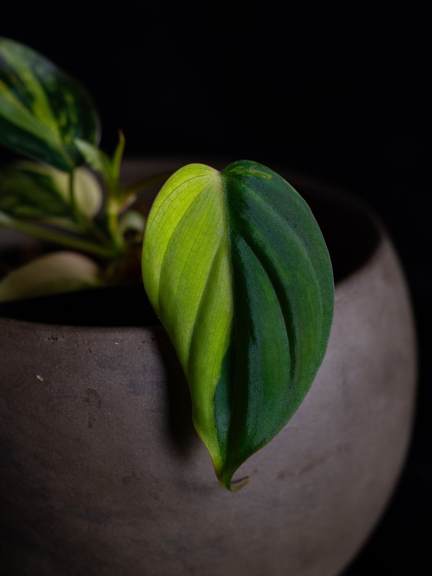 Philodendron Micans aurea (MIV-1423)