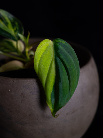 Philodendron Micans aurea (MIV-1423)