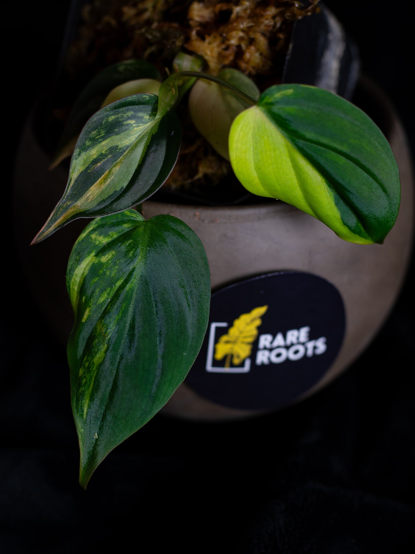 Philodendron Micans aurea (MIV-1423)