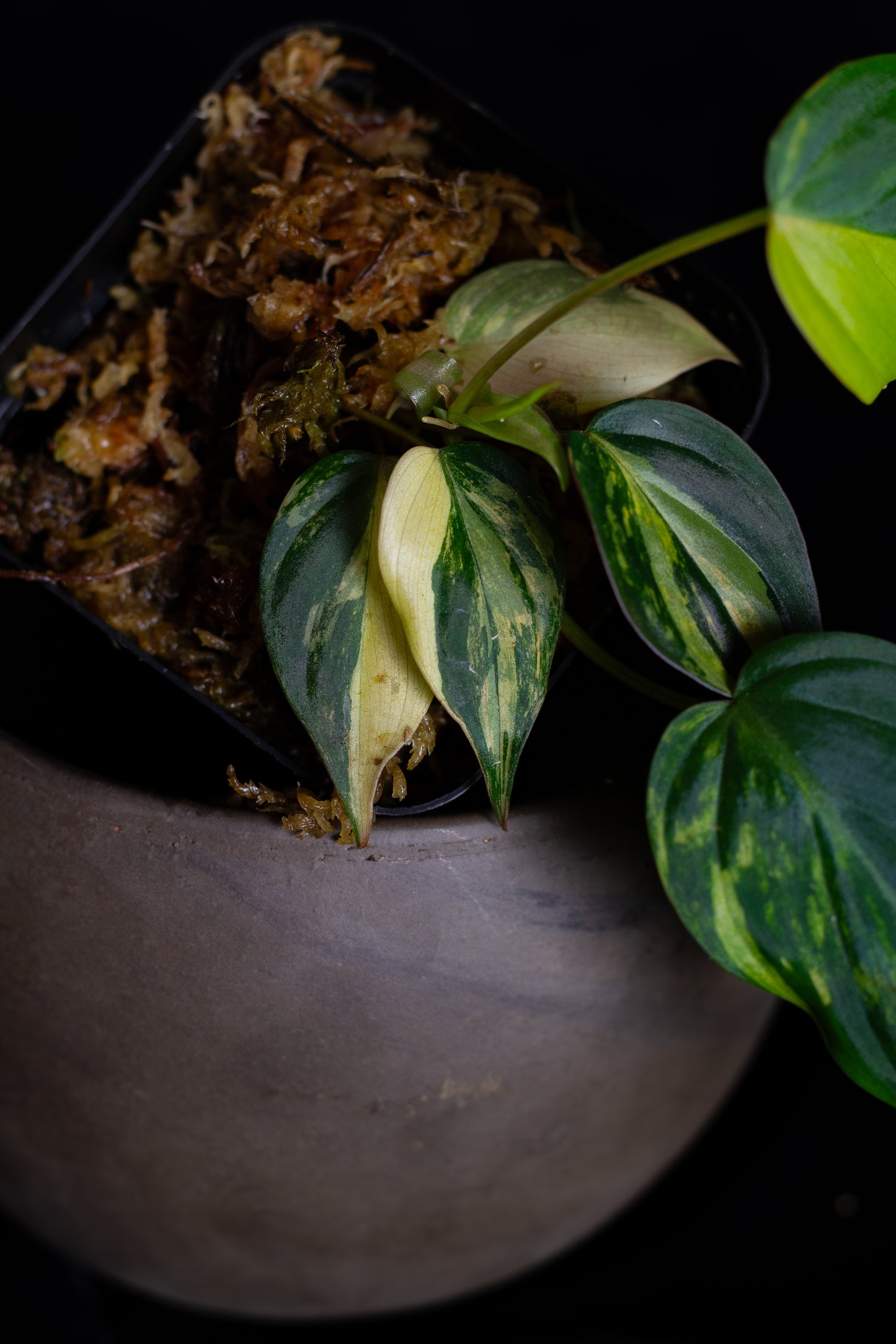 Philodendron Micans aurea (MIV-1423)