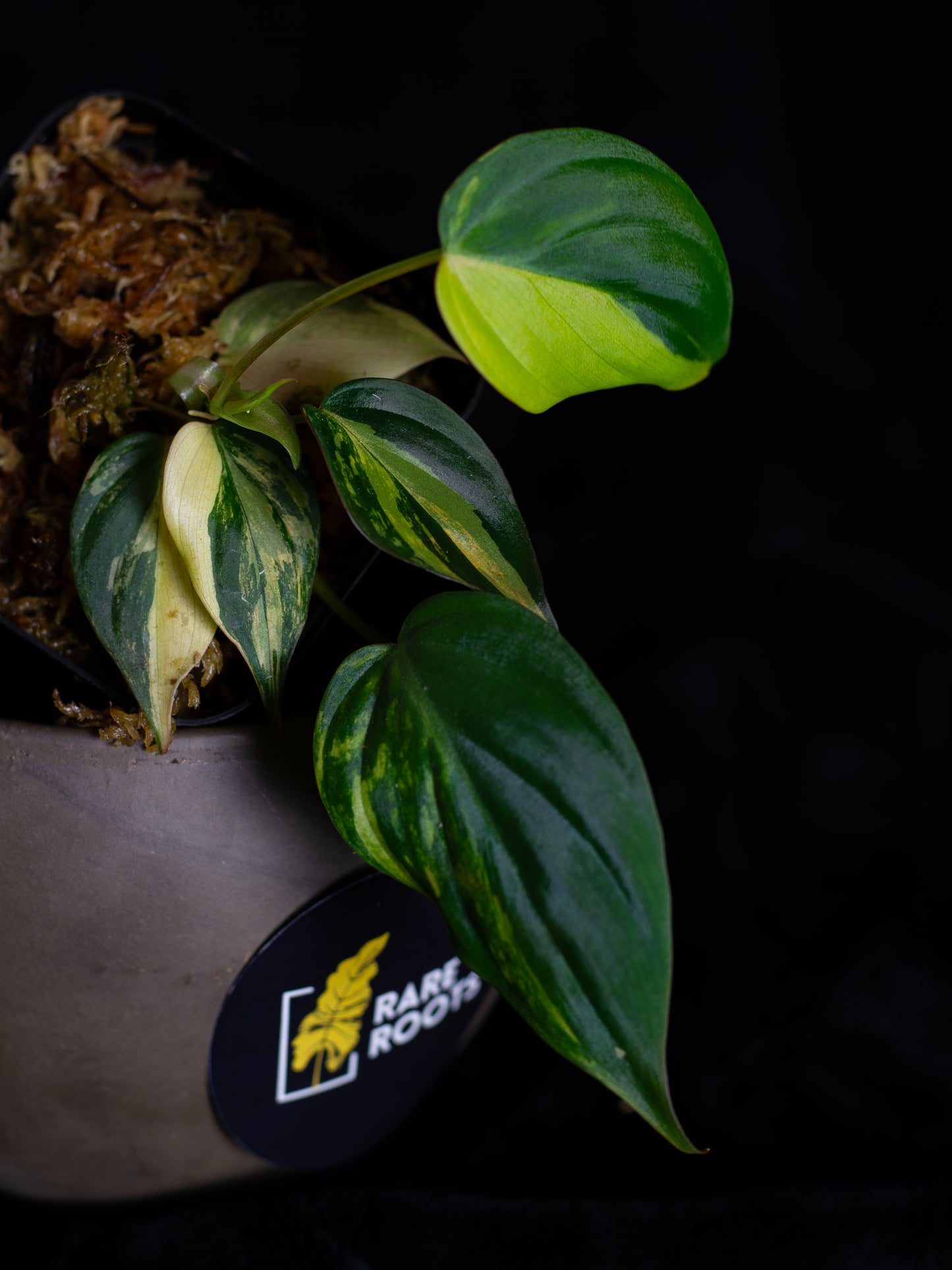 Philodendron Micans aurea (MIV-1423)