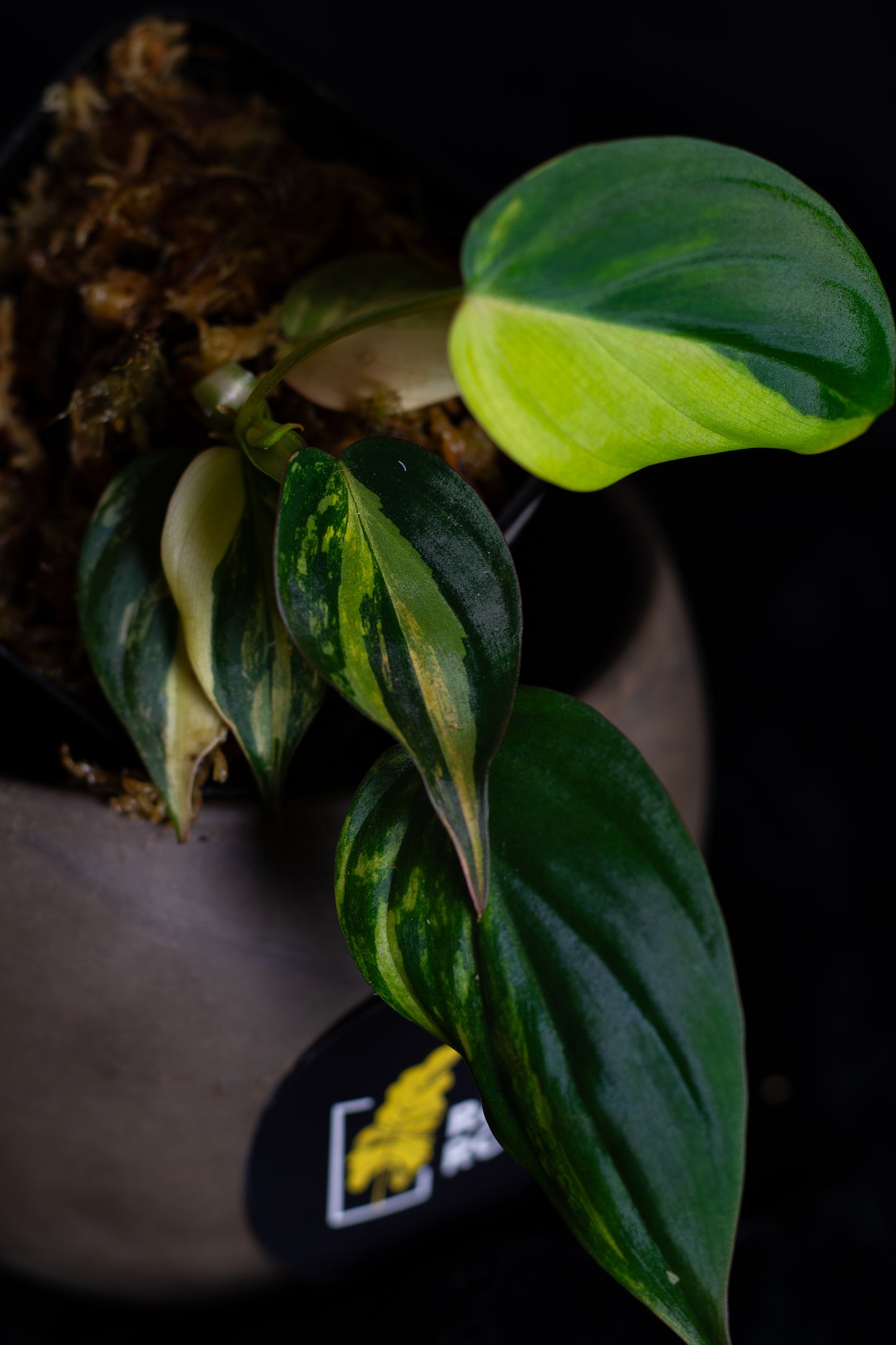 Philodendron Micans aurea (MIV-1423)