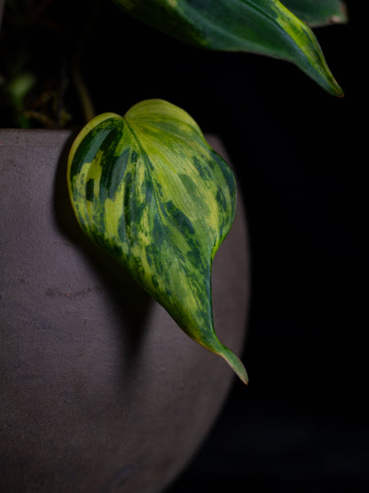 Philodendron Micans Aurea (MIV-X13A4)