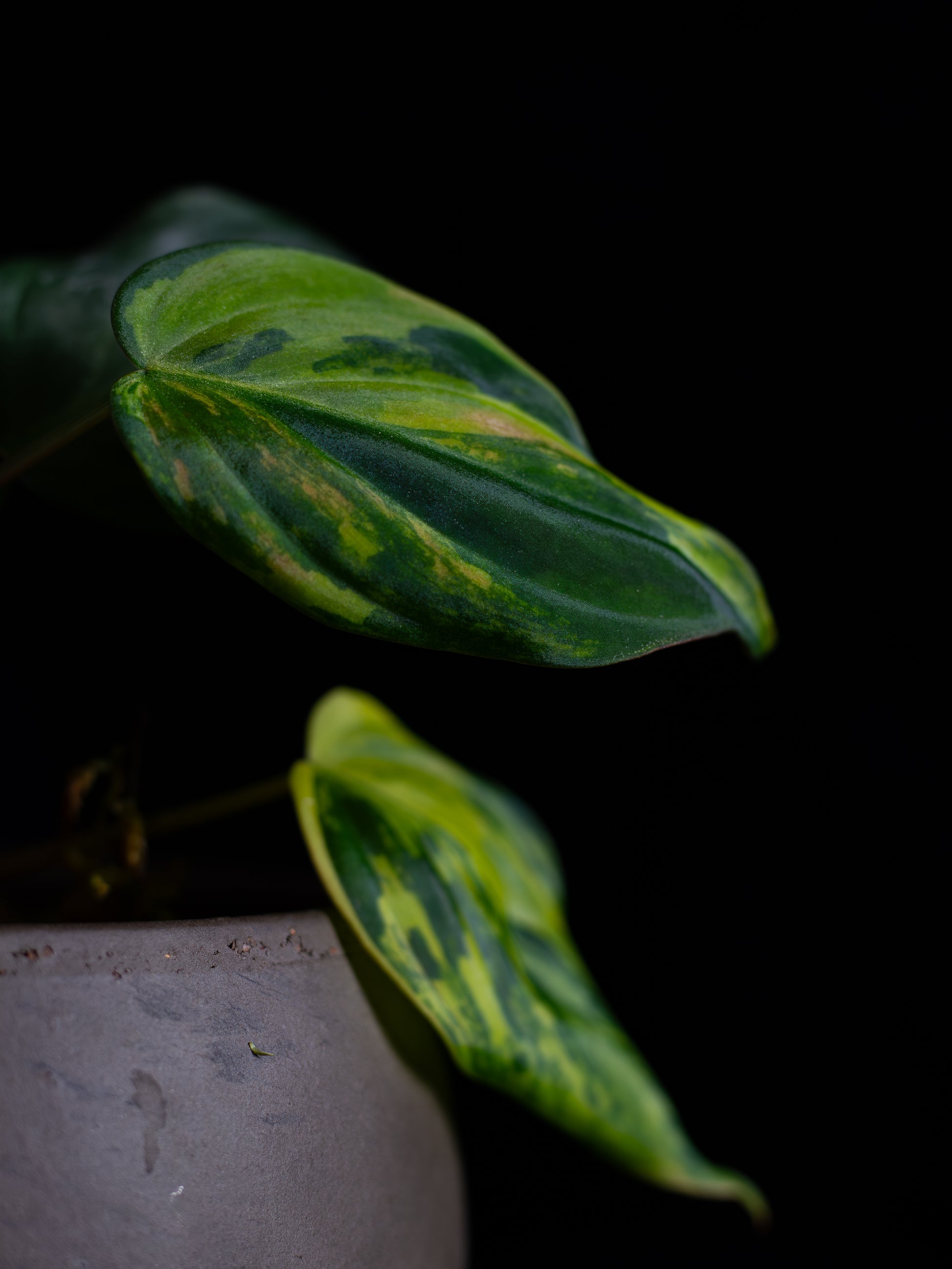 philodendron micans aurea Philodendron Micans Aurea (MIV-X13A4) – Rare Roots Co