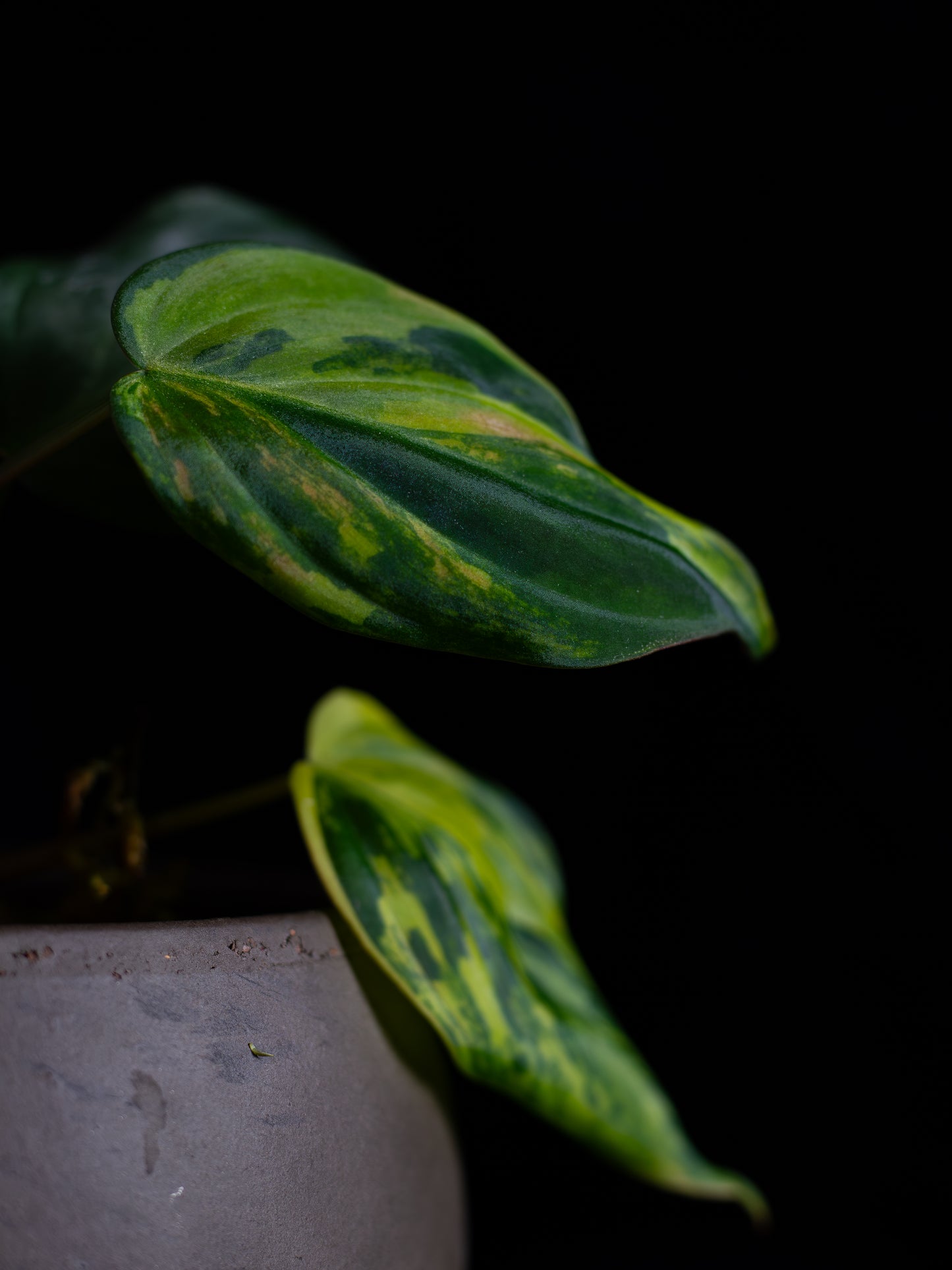 Philodendron Micans Aurea (MIV-X13A4)
