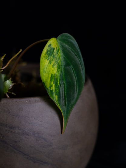 Philodendron Micans Aurea (MIV-X13A4)
