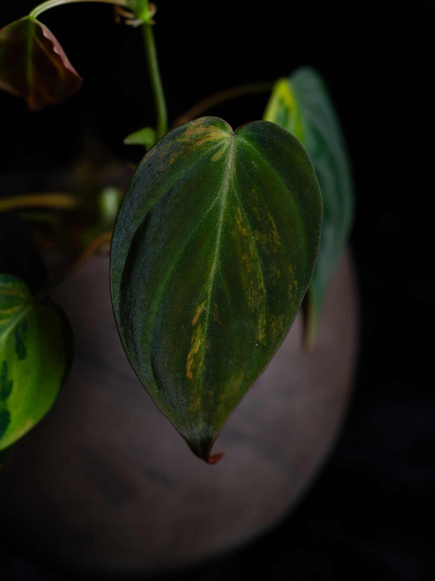 Philodendron Micans Aurea (MIV-X13A4)