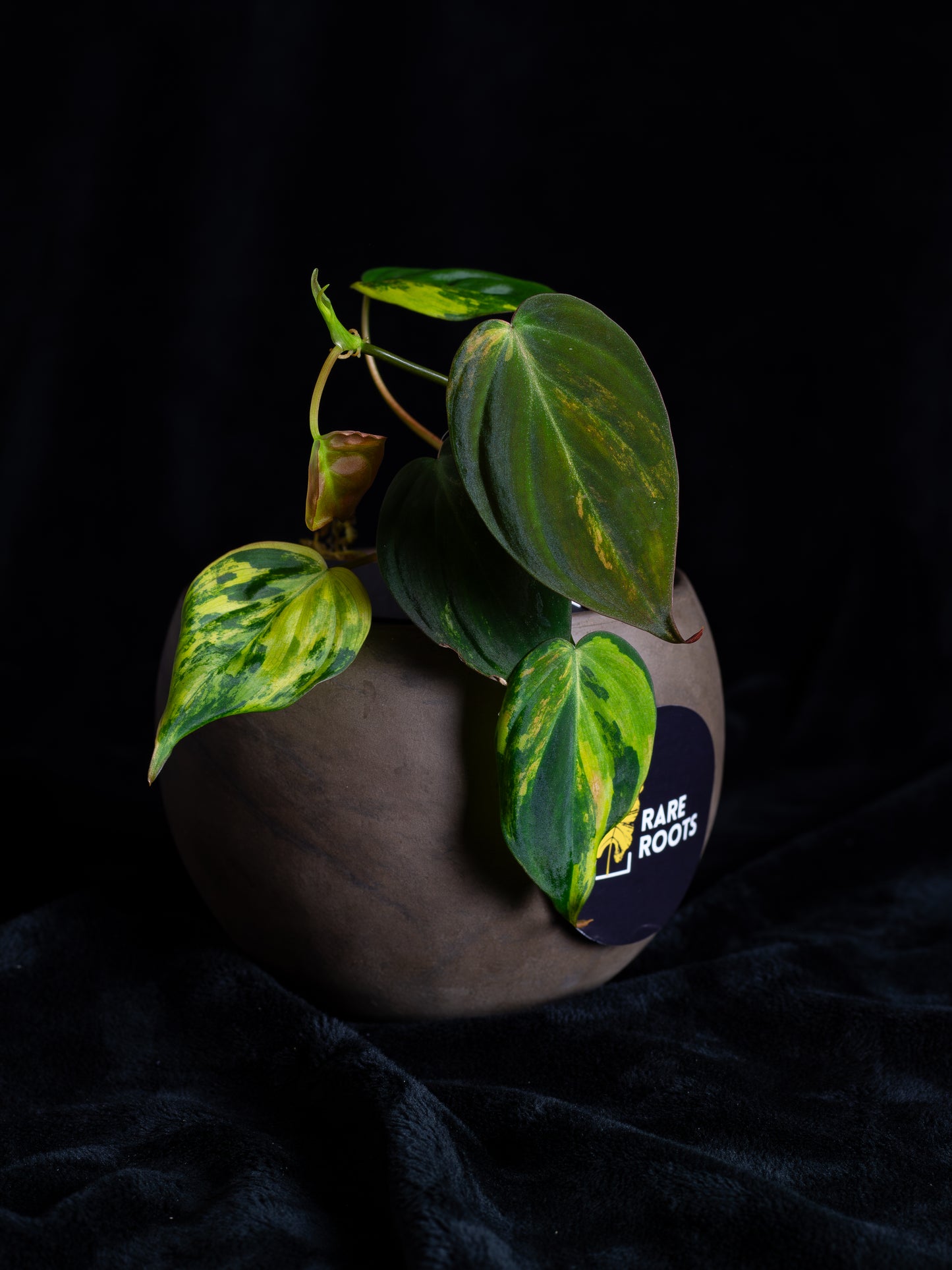 Philodendron Micans Aurea (MIV-X13A4)