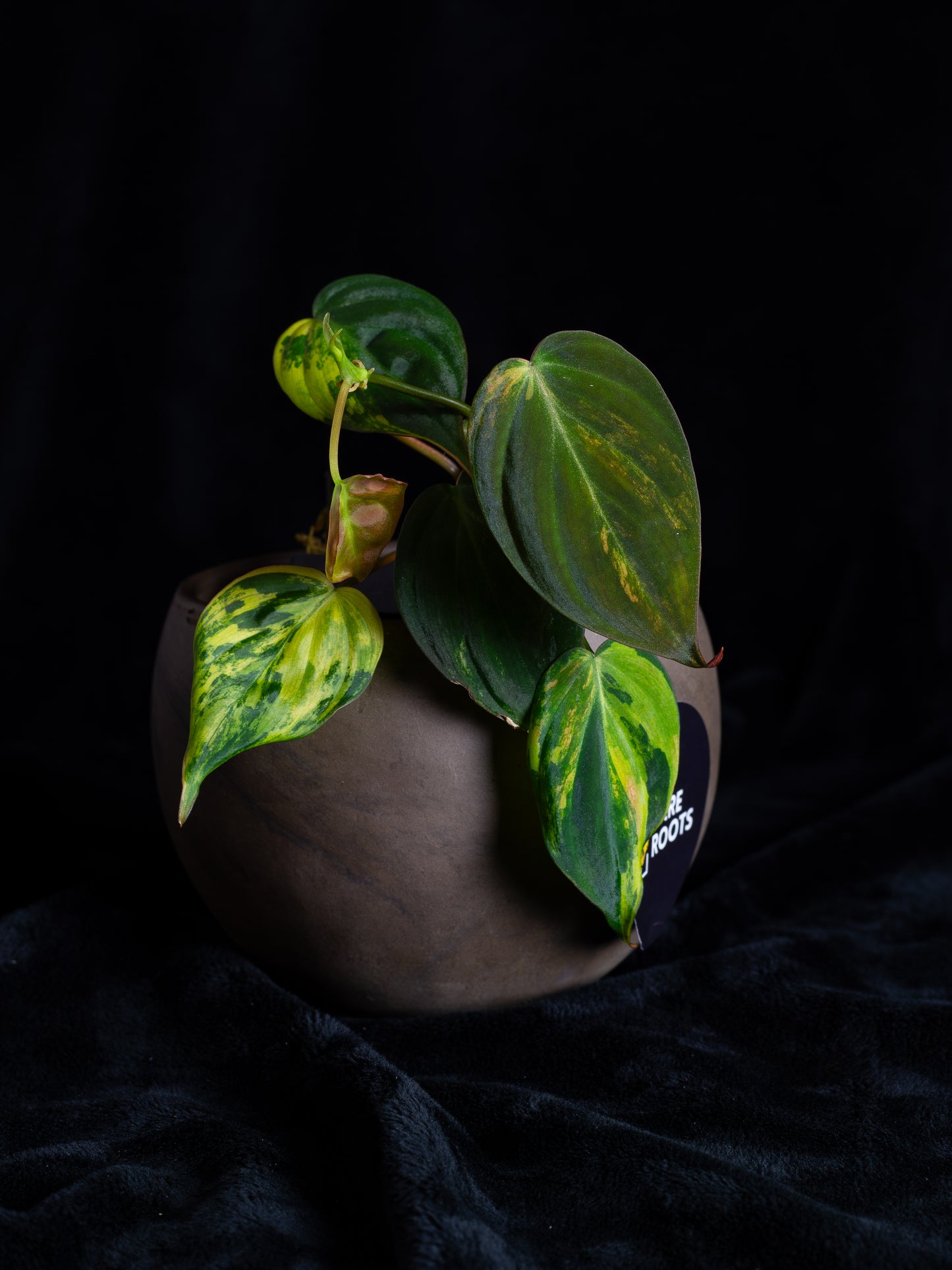 Philodendron Micans Aurea (MIV-X13A4)