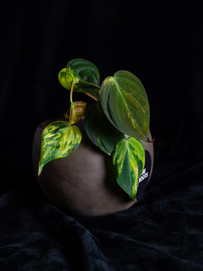 Philodendron Micans Aurea (MIV-X13A4)