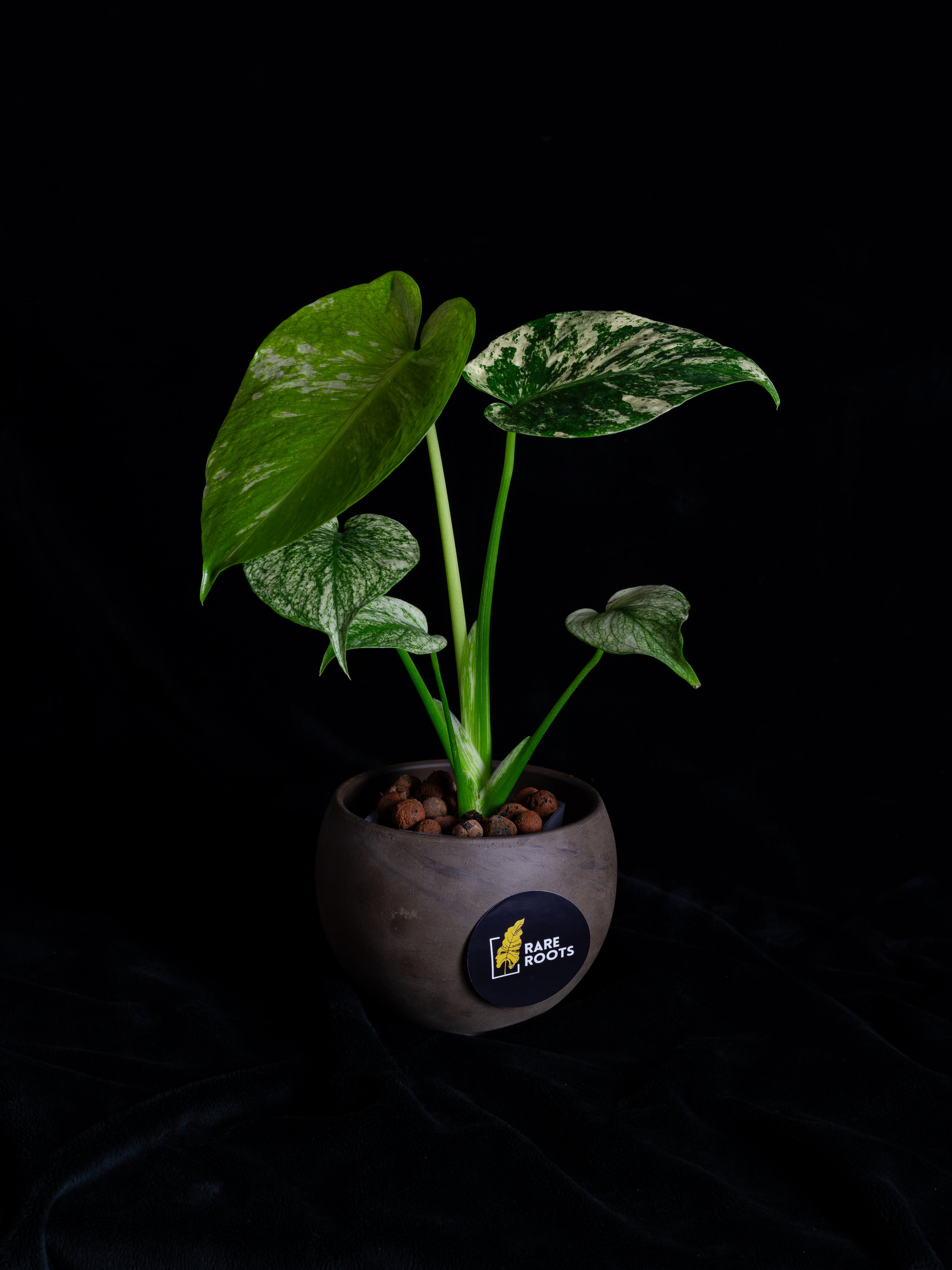 Mint Monstera Large Form (MM-2431) – Rare Roots Co