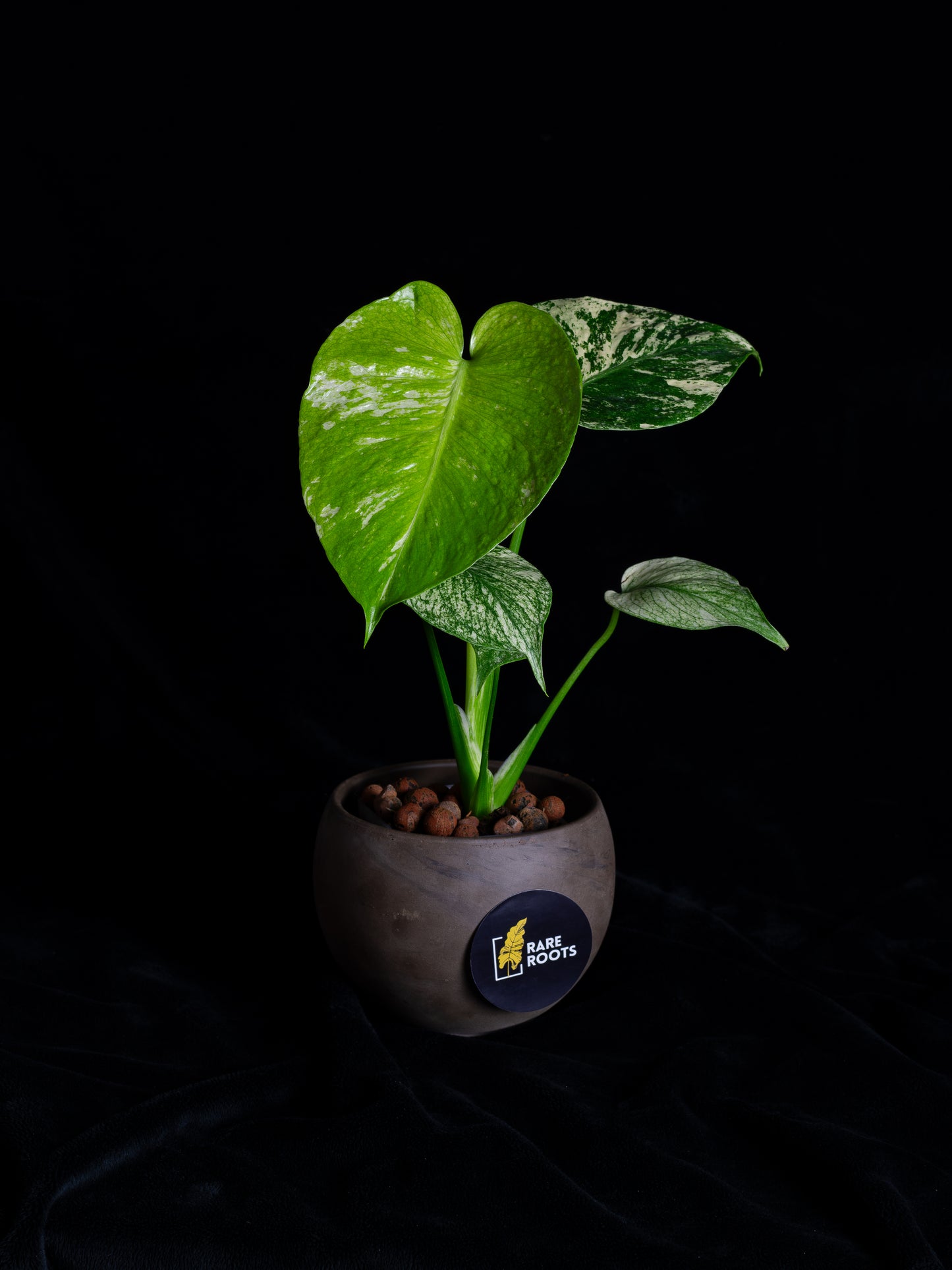 Mint Monstera Large Form (MM-2431)