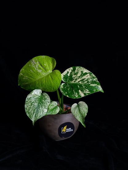 Mint Monstera Large Form (MM-2431)
