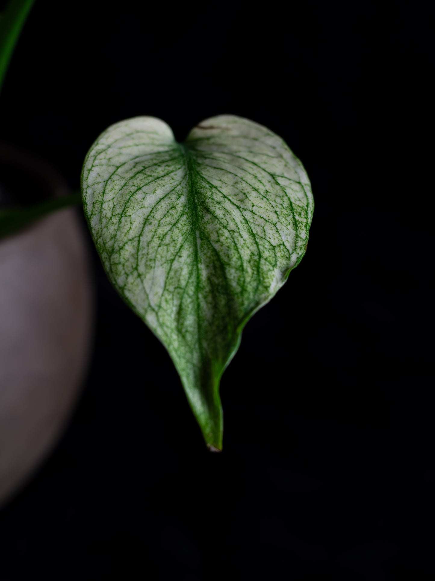Mint Monstera Large Form (MM-2431)