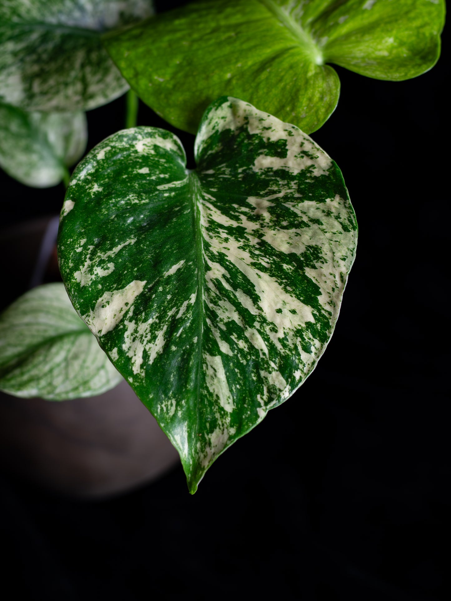 Mint Monstera Large Form (MM-2431)
