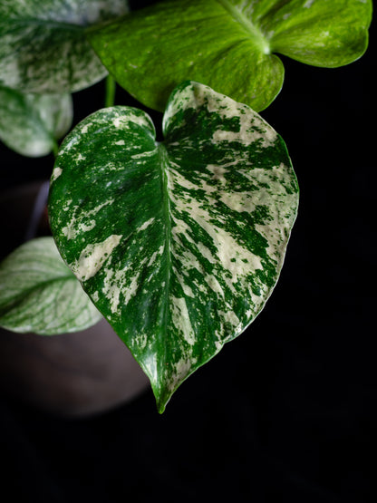 Mint Monstera Large Form (MM-2431)