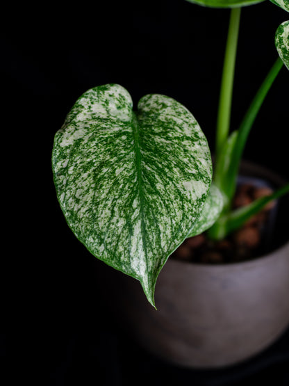Mint Monstera Large Form (MM-2431)
