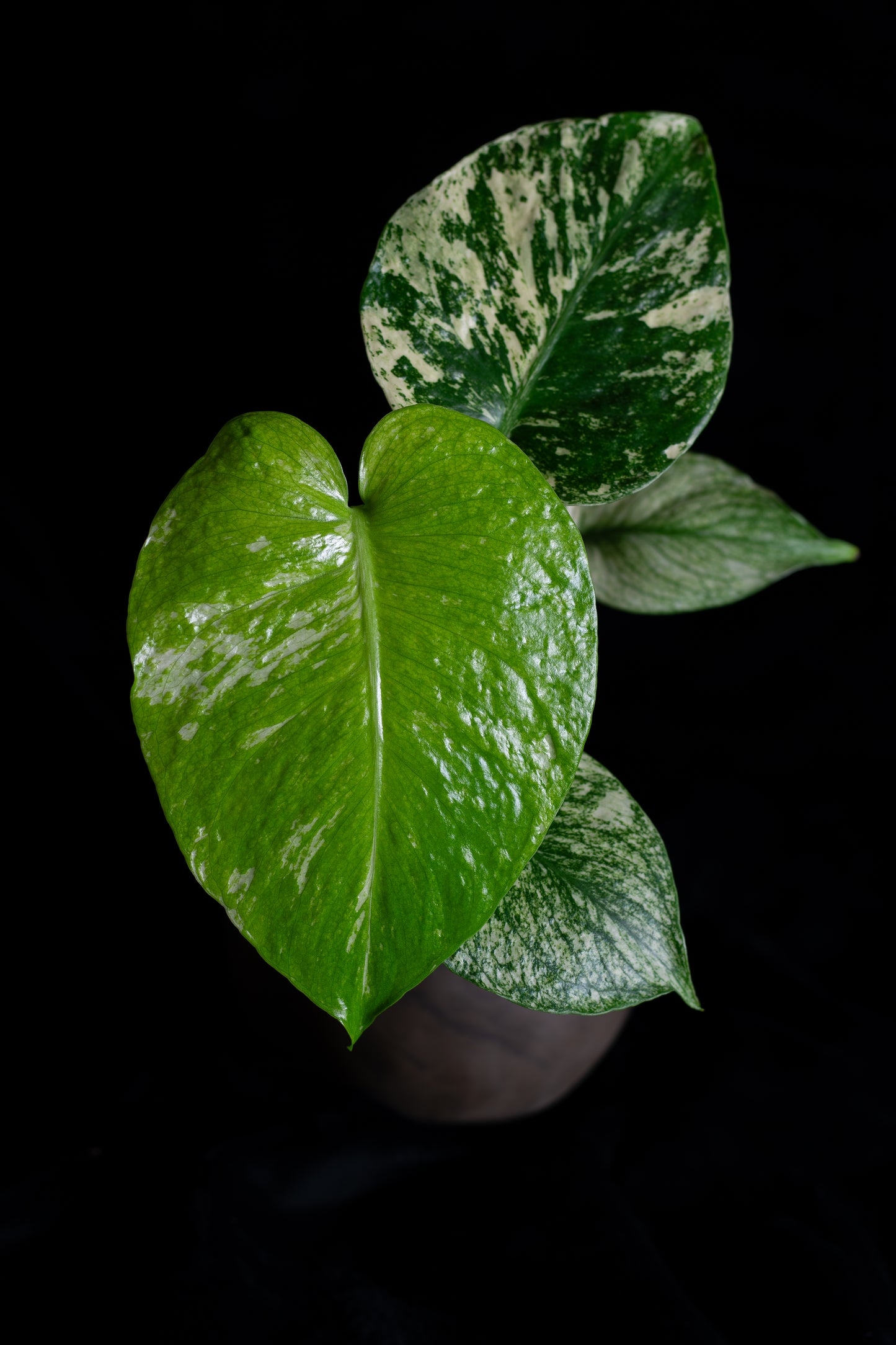 Mint Monstera Large Form (MM-2431)