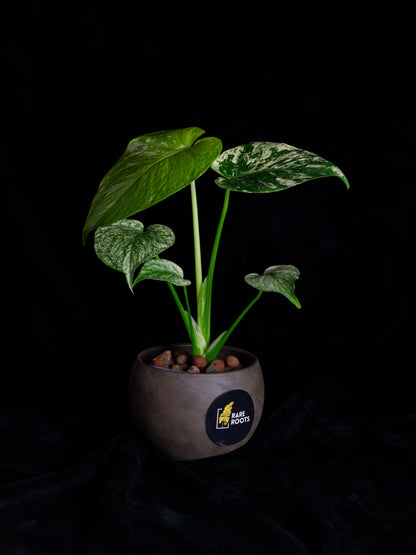 Mint Monstera Large Form (MM-2431)