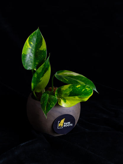 Philodendron "Nuclear" 'Green Congo' hybrid variegated - 2 growth points (PCN-X231)