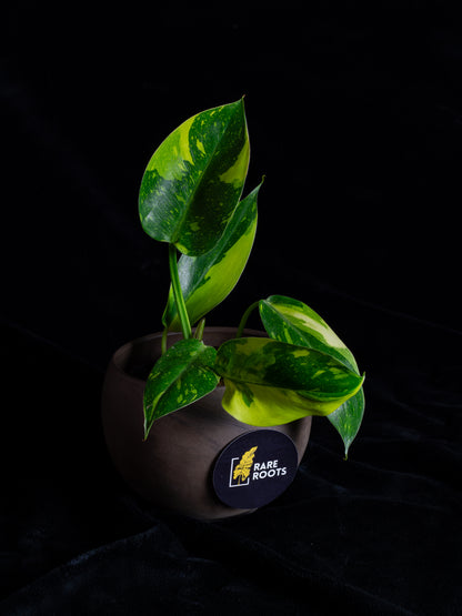 Philodendron "Nuclear" 'Green Congo' hybrid variegated - 2 growth points (PCN-X231)