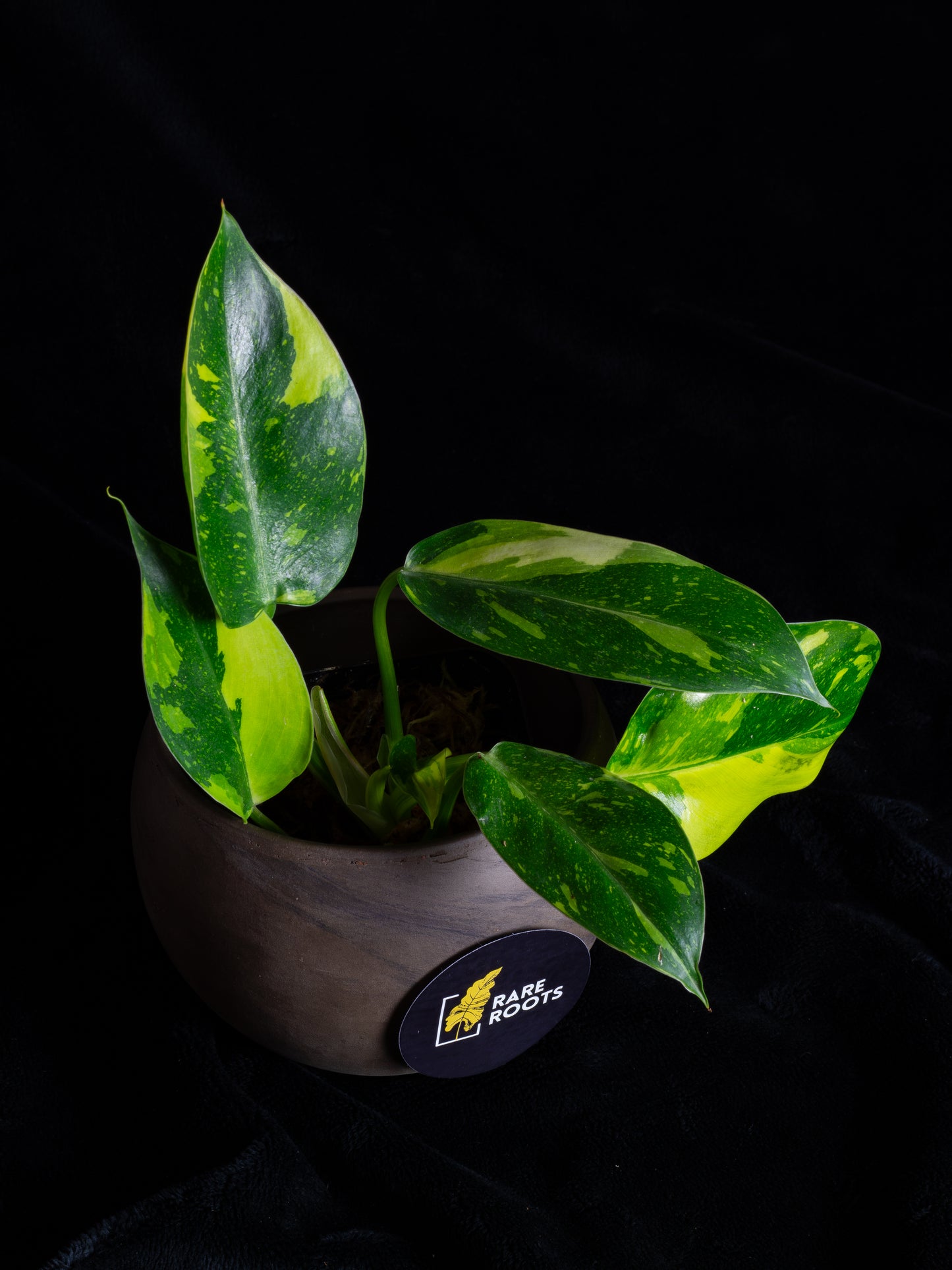 Philodendron "Nuclear" 'Green Congo' hybrid variegated - 2 growth points (PCN-X231)