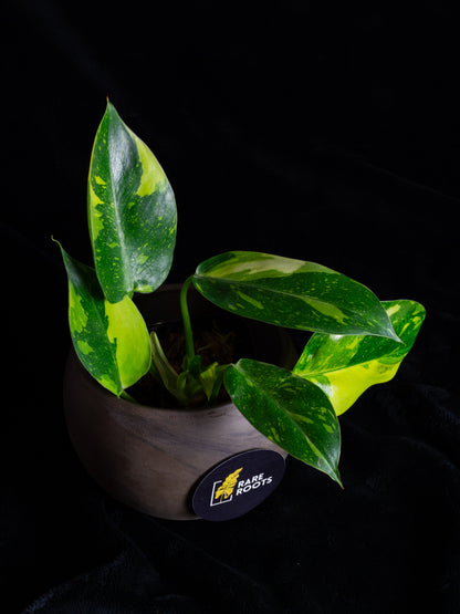 Philodendron "Nuclear" 'Green Congo' hybrid variegated - 2 growth points (PCN-X231)